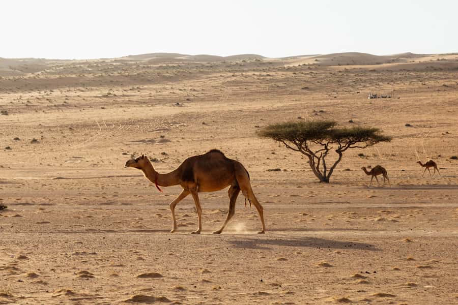 Muscat: Wadi Bani Khalid Oasis & Oman Desert Tour - Lunch and the small comforts that keep the day enjoyable