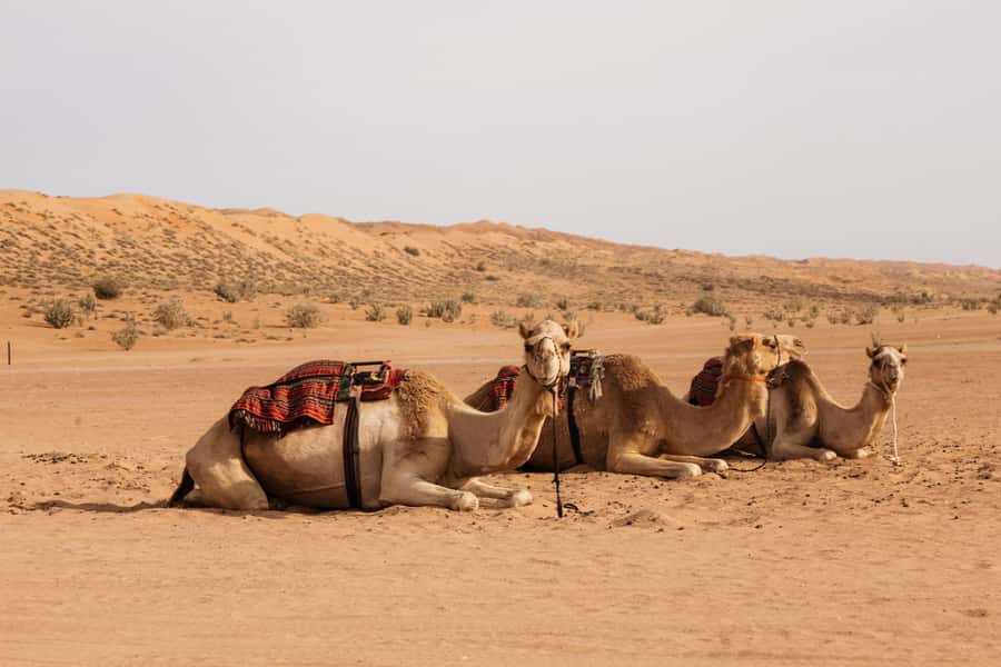 Muscat: Wadi Bani Khalid Oasis & Oman Desert Tour - Price and value: is $130 for 10 hours a good deal?