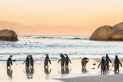 MUST DO: Boulders Beach & Cape Point Full Day Tour #1 Rated - Boulders Beach and the penguin colony: plan your time, then pay the entry