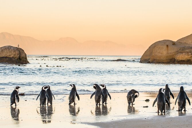 MUST DO: Boulders Beach & Cape Point Full Day Tour #1 Rated - Boulders Beach and the penguin colony: plan your time, then pay the entry