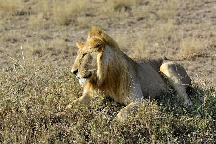Nairobi: Day Tour to Amboseli National Park & Maasai Village - Why Amboseli in one day makes sense (and when Kilimanjaro won’t cooperate)
