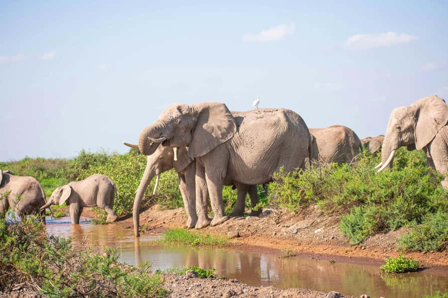 Nairobi: Day Tour to Amboseli National Park & Maasai Village - Lunch stop reality: why you should pack snacks and plan for prices