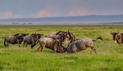 Nairobi: Day Tour to Amboseli National Park & Maasai Village - The game drive in Amboseli: how your guide improves the odds