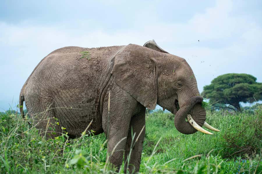 Nairobi: Day Tour to Amboseli National Park & Maasai Village - Maasai village visit: dance, beadwork, and the respectful way to do it