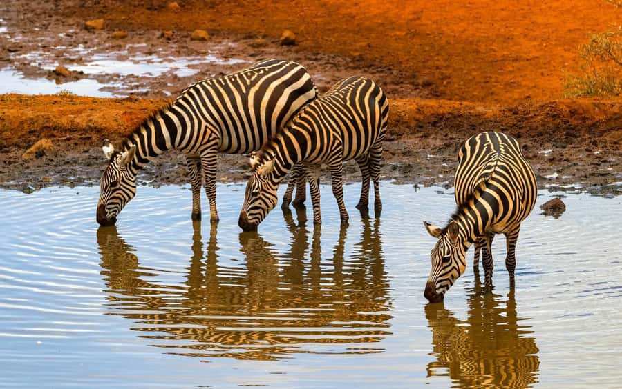 Nairobi: Day Tour to Amboseli National Park & Maasai Village - The guides and drivers: the names that keep showing up for a reason