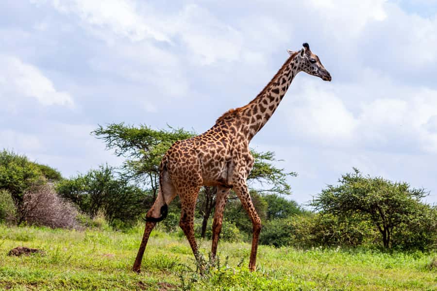 Nairobi: Day Tour to Amboseli National Park & Maasai Village - What to bring, and the small rules that can affect your day