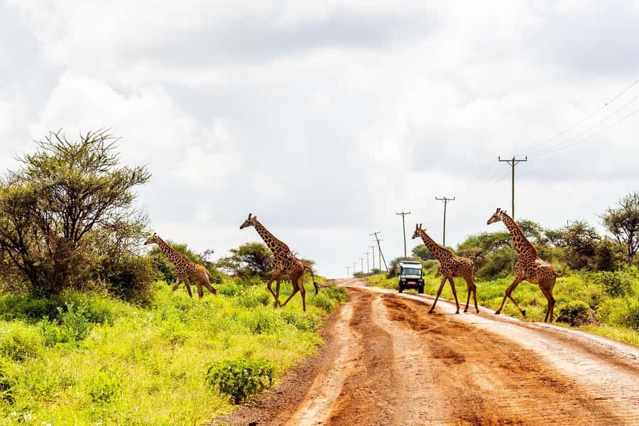 Nairobi: Day Tour to Amboseli National Park & Maasai Village - FAQ