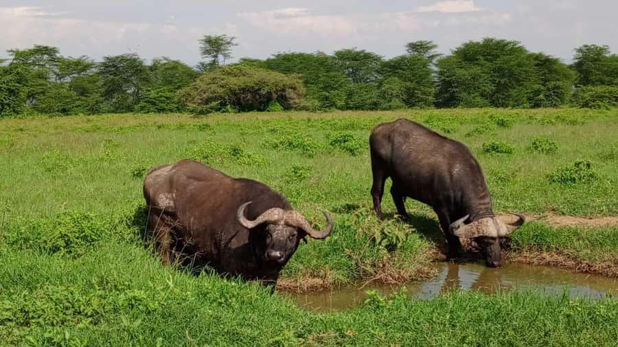 Nairobi National Park 5-hour Guided Game Drive Free Pick up - Nairobi National Park: Wildlife Next to the City Skyline