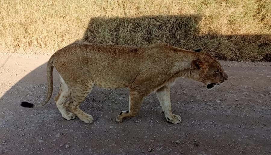 Nairobi National Park 5-hour Guided Game Drive Free Pick up - The Guided Game Drive (5 Hours): How the Spotting Really Feels