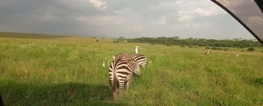 Nairobi National Park 5-hour Guided Game Drive Free Pick up - The KOBE TOUGH Stop: A Short Souvenir Reality Check