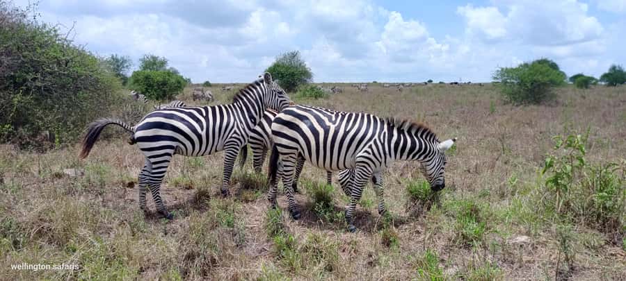 Nairobi National Park 5-hour Guided Game Drive Free Pick up - Price and Value: The $37 Ticket vs Real Entry Fees
