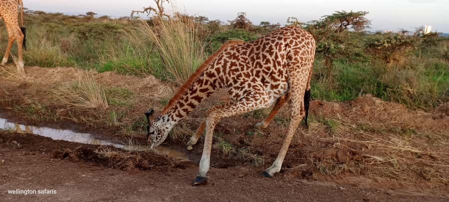 Nairobi National Park 5-hour Guided Game Drive Free Pick up - Who This Safari Fits Best (And Who Might Feel Frustrated)