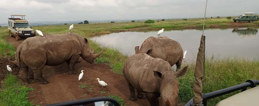 Nairobi National Park 5-hour Guided Game Drive Free Pick up - Hotel Pickup and the 30-Minute Drive In: Timing Your Game Drive