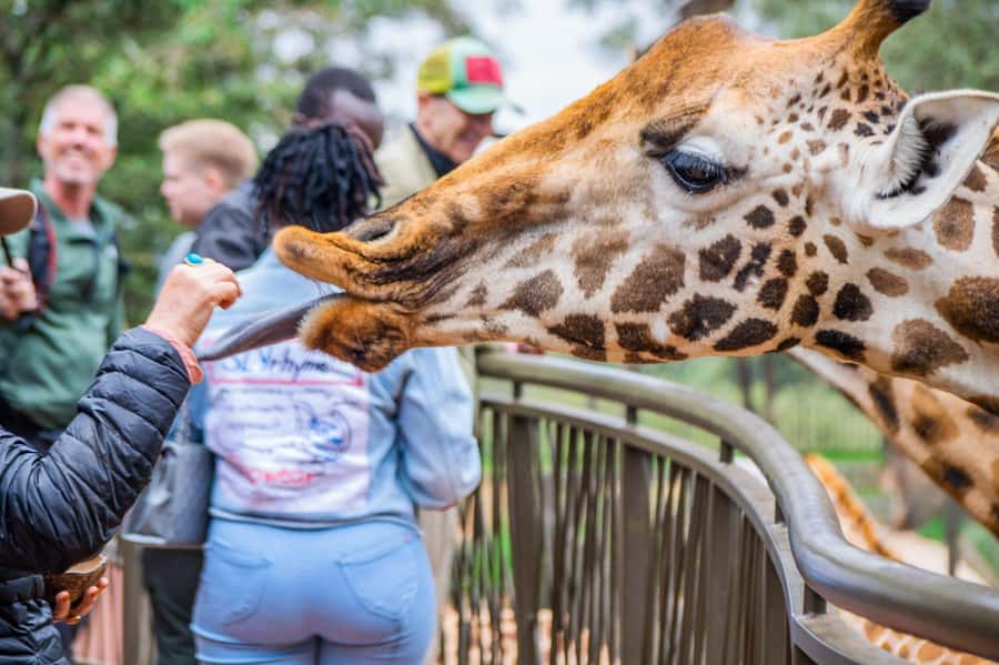Nairobi National Park, Elephant Orphanage and Giraffe Centre - Key Things I’d Bookmark Before You Go