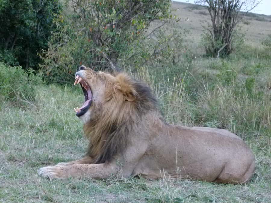 Nairobi National Park, Elephant Orphanage and Giraffe Centre - Nairobi National Park: Safari with a Nairobi Skyline in the Background