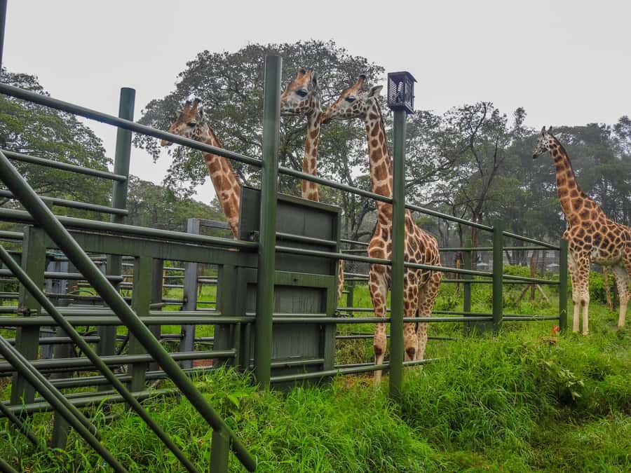 Nairobi National Park, Elephant Orphanage and Giraffe Centre - Lunch Break: A Real Pause, Not Just a Timing Gap