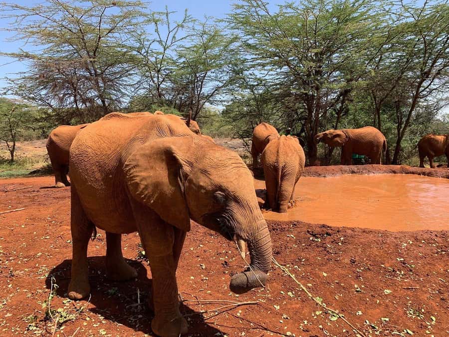 Nairobi National Park, Elephant Orphanage and Giraffe Centre - Giraffe Centre: Feeding Time and Conservation Lessons