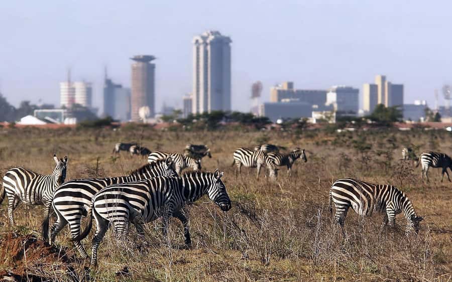 Nairobi National Park, Elephant Orphanage and Giraffe Centre - Price and Value: What the $40 Really Buys
