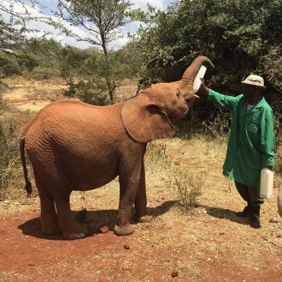 Nairobi National Park, Elephant Orphanage and Giraffe Centre - Guides Make or Break the Day