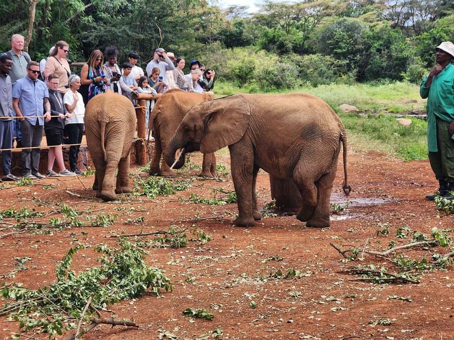 Nairobi National Park, Elephant Orphanage and Giraffe Centre - Sheldrick Elephant Orphanage: Why This Rescue Visit Hits So Hard