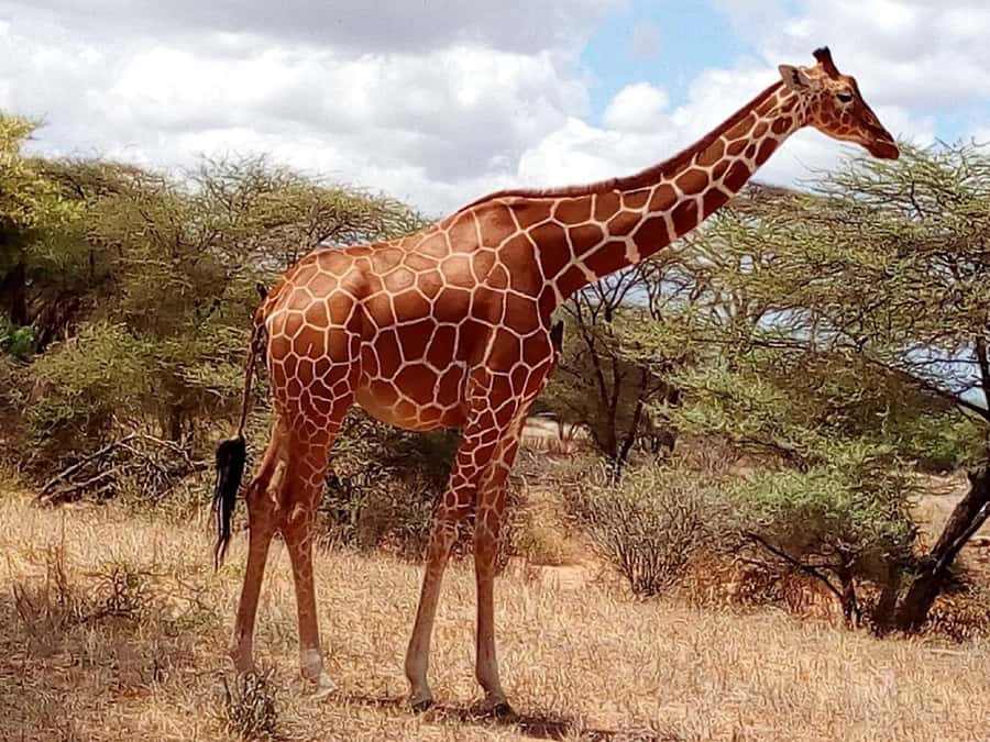 Nairobi National Park Half-Day Game Drive - Free Wi‑Fi for Live Park Updates, Plus How to Use It