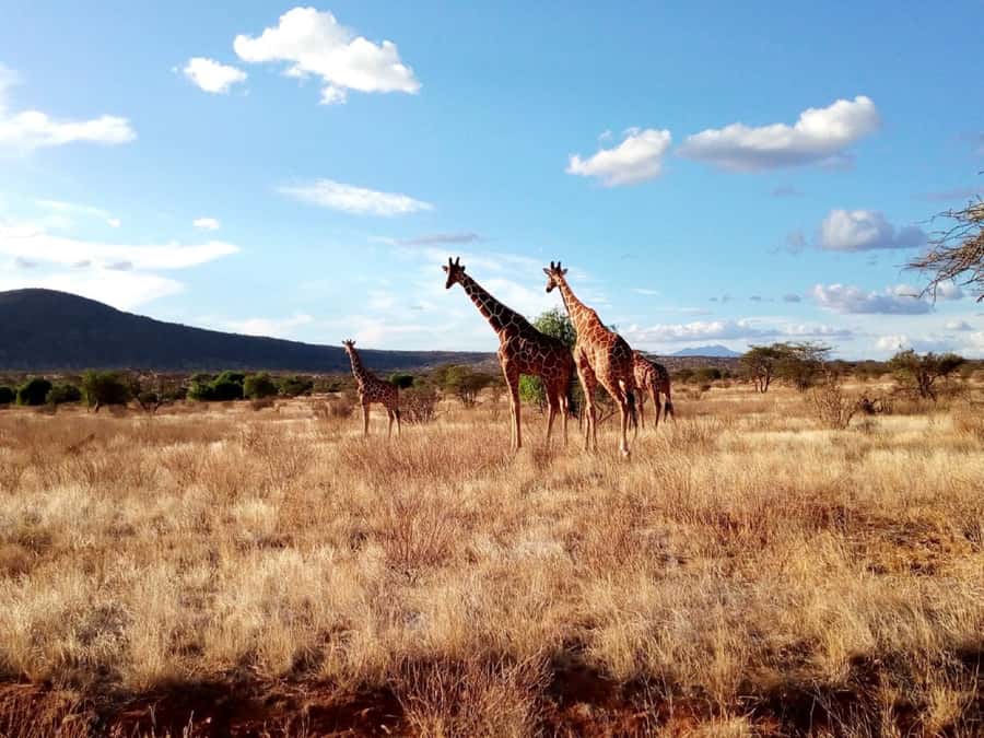 Nairobi National Park Half-Day Game Drive - Practical Tips That Make the Drive Easier