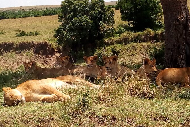 Nairobi National Park Half-Day Tour; Free Wi-Fi connection - Price and park fees: is this good value at $45.80?