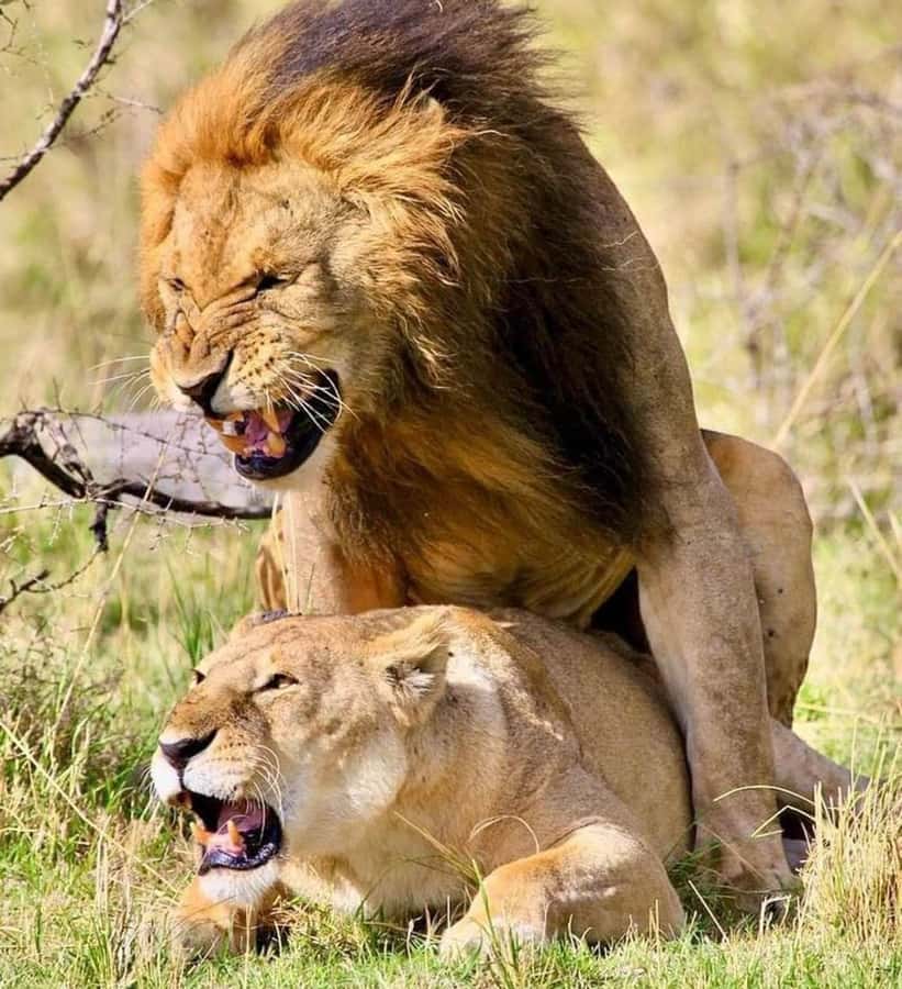 Nairobi: National Park & Optional Elephants & Giraffe Center - Key things to know before you go