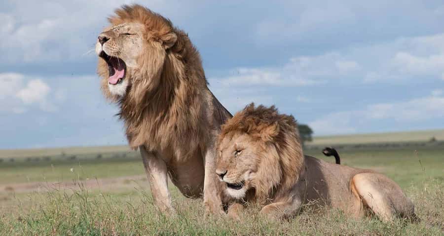 Nairobi: National Park & Optional Elephants & Giraffe Center - Sunrise pickup and a city-close safari day plan