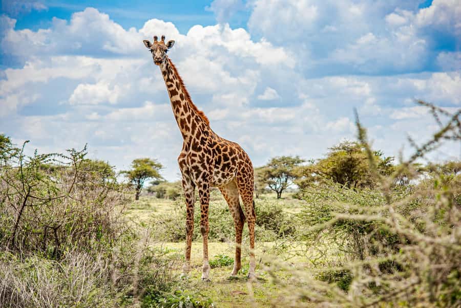 Nairobi: National Park & Optional Elephants & Giraffe Center - David Sheldrick Wildlife Trust: elephant orphanage moments you’ll remember