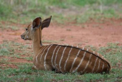 Nairobi: National Park & Optional Elephants & Giraffe Center - Nairobi National Park game drive: wildlife, timing, and real sightings