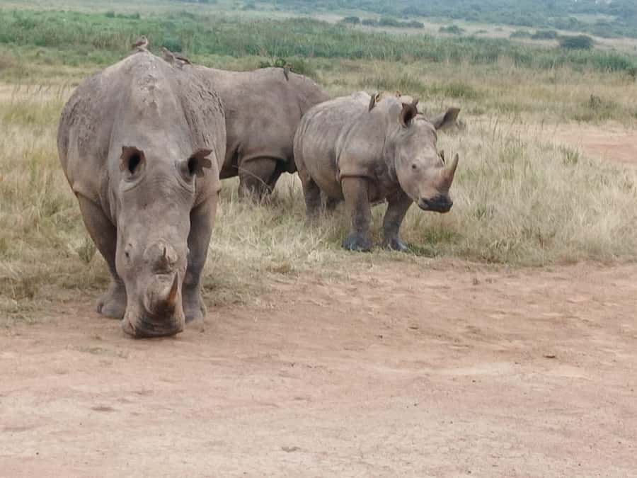 Nairobi: National Park & Optional Elephants & Giraffe Center - Giraffe Centre: feeding up close in a controlled sanctuary