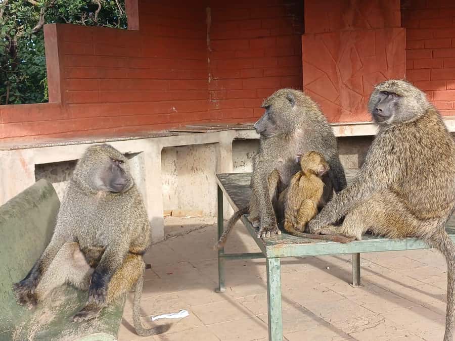 Nairobi: National Park & Optional Elephants & Giraffe Center - Who this tour is best for (and who should skip it)