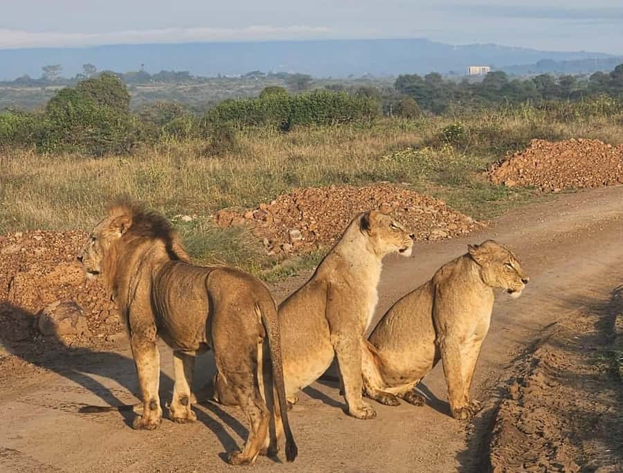 Nairobi: National Park & Optional Elephants & Giraffe Center - Should you book this Nairobi National Park trip?