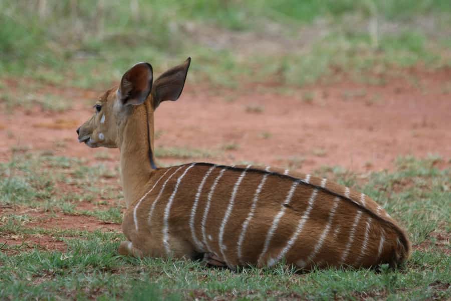 Nairobi: National Park & Optional Elephants & Giraffe Center - Nairobi National Park game drive: wildlife, timing, and real sightings