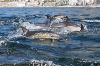 Ocean Wildlife Encounter in Cape Town - Oceana Power Boat Club: start strong with real Cape Town views