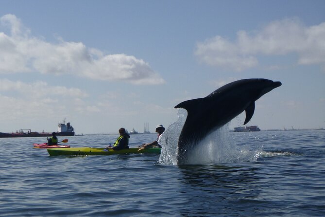 Pelican Point Kayaking Half-Day Tour - Key things that make this tour worth your morning