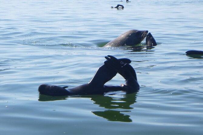 Pelican Point Kayaking Half-Day Tour - Pelican Point: the seal colony that makes Walvis Bay feel wild