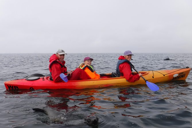 Pelican Point Kayaking Half-Day Tour - What kayaking near Cape fur seals actually feels like