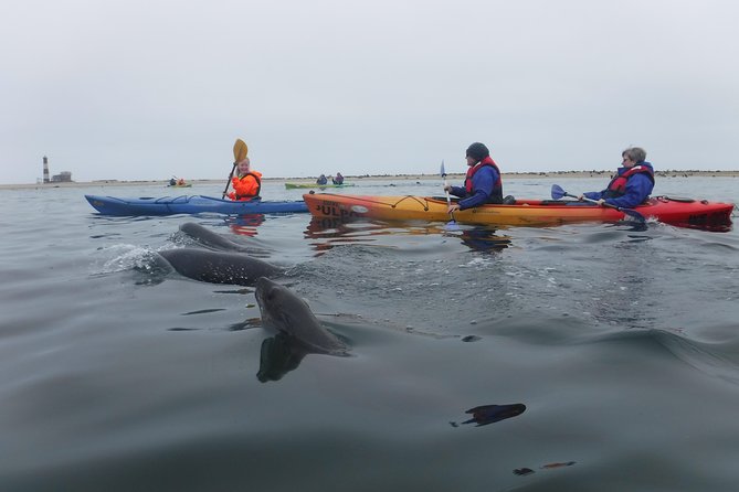 Pelican Point Kayaking Half-Day Tour - Price and value: what $79.37 buys you in real terms