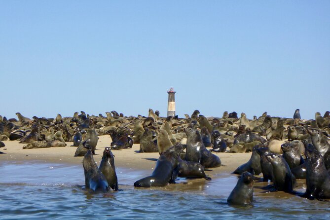 Pelican Point Kayaking Half-Day Tour - Who should book this (and who should think twice)