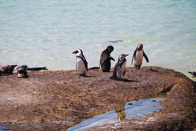 Penguin Encounter Boulders Beach Half Tour Day from Cape Town - Price, what you’re really paying for, and the extra costs