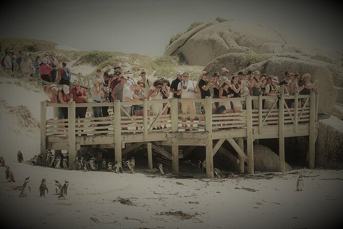 Penguin Encounter Boulders Beach Half Tour Day from Cape Town - Who this tour suits best (and who might want more time)