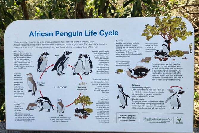 Penguin Encounter Boulders Beach Half Tour Day from Cape Town - Book it or skip it? My take on the Penguin Encounter from Cape Town