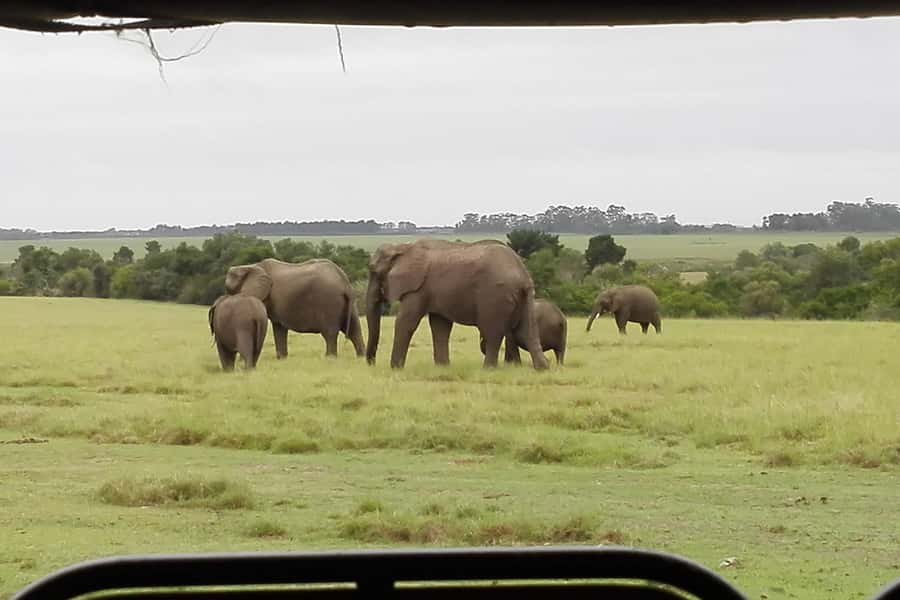 Plettenberg Bay Game Reserve: 2-Hour Game Drive - Key Highlights at Plettenberg Bay Game Reserve