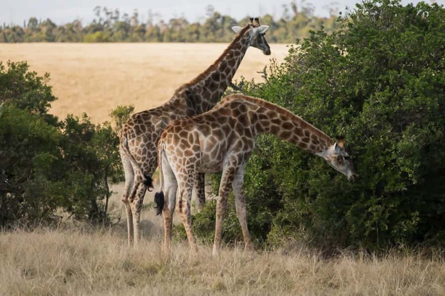 Plettenberg Bay Game Reserve: 2-Hour Game Drive - Two Hours in the Bush: What This Drive Really Delivers