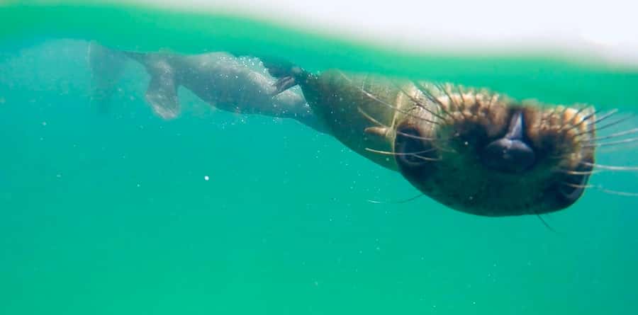 Plettenberg Bay: Swim with Seals - Booking Decision: Should You Take This One?