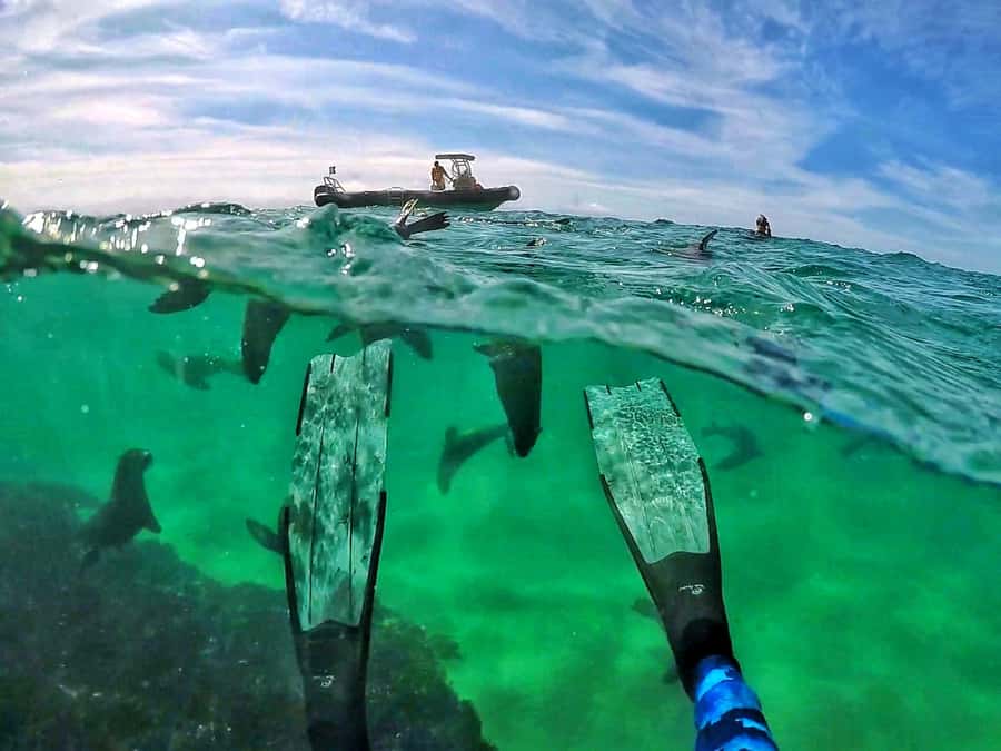 Plettenberg Bay: Swim with Seals - Central Beach to Robberg: Why This Location Works