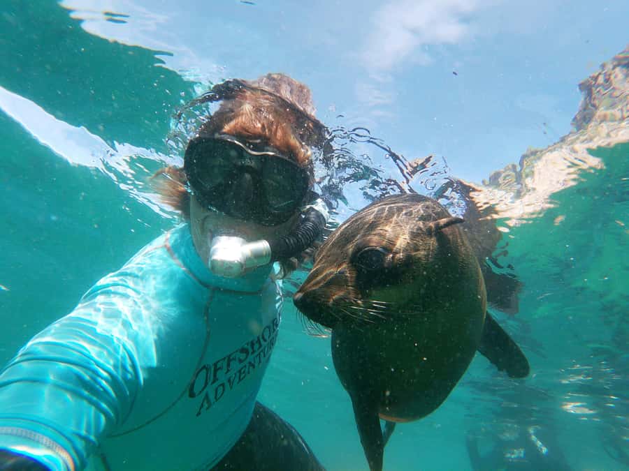 Plettenberg Bay: Swim with Seals - The Robberg Express Boat Ride: Thrill Factor With a Real Purpose
