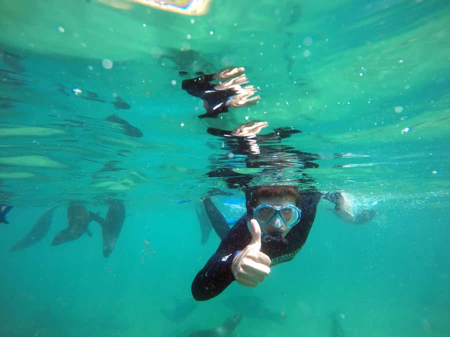 Plettenberg Bay: Swim with Seals - Timing and Pacing: How the 90 Minutes Really Feels